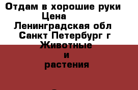 Отдам в хорошие руки › Цена ­ 10 - Ленинградская обл., Санкт-Петербург г. Животные и растения » Отдам бесплатно   